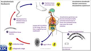 Hookworm life cycle [upl. by Yahsed]