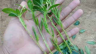 How to grow Vinca flower from cutting  Vinca cutting [upl. by Rozamond]