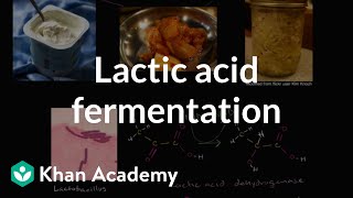 Lactic acid fermentation  Cellular respiration  Biology  Khan Academy [upl. by Eeldarb]