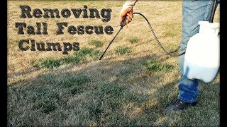 How To Remove Tall Fescue Clumps in Your Lawn [upl. by Adelina]