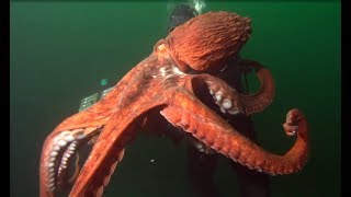 Facts The Giant Pacific Octopus [upl. by Htenywg]