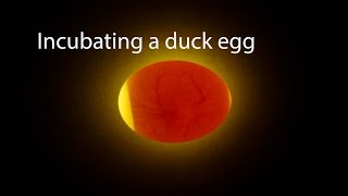 Incubating A Duck Egg  Start To Finish [upl. by Otiragram]