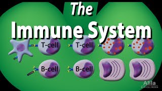 The Immune System Overview Animation [upl. by Nyrtak]