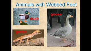 What Is It webbed feet An Animal Physical Characteristic Game by Kindergarten Rocks Mrs Horvath [upl. by Rekyr]