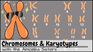 Chromosomes and Karyotypes [upl. by Purdy]