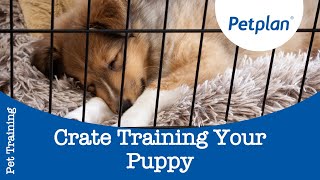 How To Crate Train A Puppy  Petplan [upl. by Jenelle]