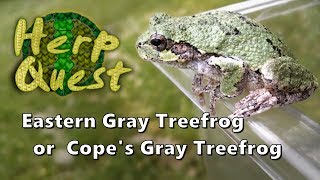 Eastern Gray Treefrog or Copes Gray Treefrog  Herp Quest 4 Herpetology Education [upl. by Yojal131]