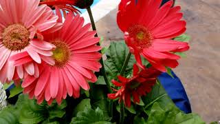 Gerber Daisies How to Grow  Plant Spotlight [upl. by Meeharb958]