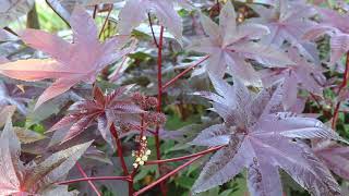 Castor bean Ricinus communis  Plant Identification [upl. by Marceau]