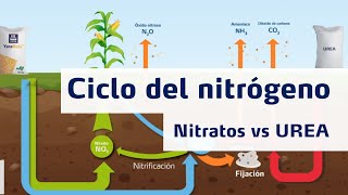 Ciclo del Nitrógeno  Nitratos vs Urea [upl. by Sassan]