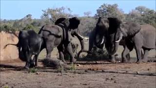 Mating Elephants at Talamati Waterhole [upl. by Hayden]