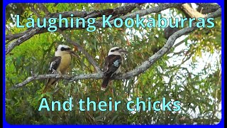 Kookaburras making a nest and nurturing their babies [upl. by Bradway756]