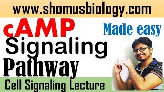 cAMP signaling pathway  cyclic AMP pathway made easy [upl. by Ahsenek]