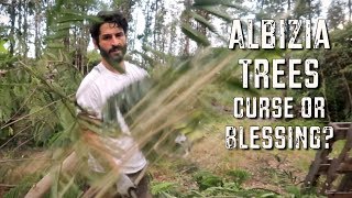 Albizia Trees  How we manage them using PERMACULTURE techniques [upl. by Garvin]