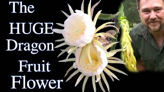 Amazing Dragon Fruit Flower Opening at Night Pitaya [upl. by Anwahsat]