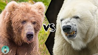 KODIAK BEAR VS POLAR BEAR  Who would win this fight [upl. by Nnayram]