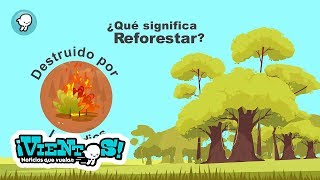 Breves quotQué es la reforestaciónquot [upl. by Robin483]