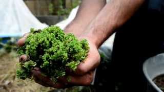 The Azolla Project at Colorado State University [upl. by Etnovad]