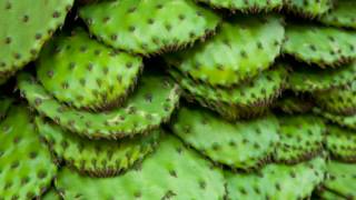 11 Impressive Benefits Of Nopales  Nopal Cactus Health Benefits [upl. by Kowatch544]