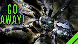 Fringed Ornamental Tarantula Poecilotheria ornata Care [upl. by Aelsel]