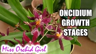 Growth stages of Oncidium Orchids [upl. by Mcwilliams457]