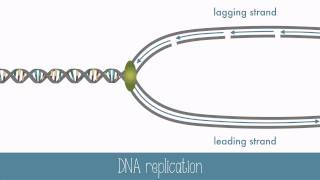 DNA Replication [upl. by Sabian]