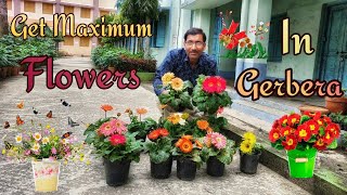 Caring of Gerbera for Getting Maximum Flowers [upl. by Newel988]