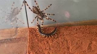 Giant Centipide vs Venemous Tarantula [upl. by Allenaj228]