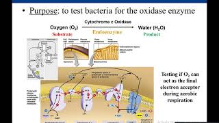 Lab 57 Oxidase Test [upl. by Valeta569]