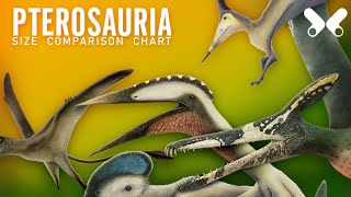 PTEROSAURS  size comparison and data Flying reptiles [upl. by Donnie]