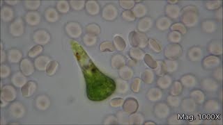 Comparing Microorganism Size Under the Microscope [upl. by Lletram]