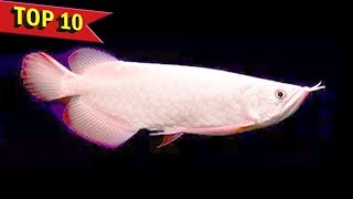 Top 10 Expensive Arowana Fish Varieties [upl. by Beaudoin]