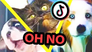 Oh No Oh No Oh No No No Meme but with Pets  Oh No TikTok Cute amp Funny Dog And Cat Compilation [upl. by Annette168]