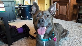 German ShepherdPitbull Mix  Lilith adventure [upl. by Pierrepont832]