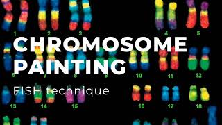 Chromosome Painting [upl. by Eirod]