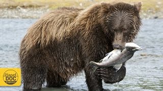 Kodiak Bears [upl. by Lawler]