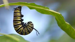 A monarch metamorphosis [upl. by Dougal]