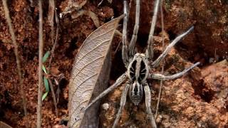 Llycosa sp  Lycosidae  Wolf Spider  Aranha Lobo [upl. by Dulcia]