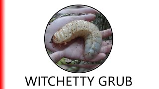 WITCHETTY GRUB [upl. by Nivram687]