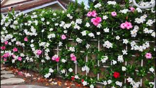 Wall of Mandevilla Vine [upl. by Kaufmann513]