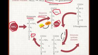 Plant Nitrogen Uptake and Assimilation [upl. by Nellek]