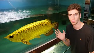 24000 GOLD AROWANA  Inside Worlds LARGEST Rare Arowana Fish Breeder [upl. by Otipaga]