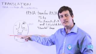 DNA Translation  mRNA to Protein and tRNAs Role [upl. by Cody]