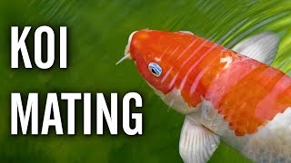 Koi Spawning  Mating Behavior [upl. by Mcnalley]