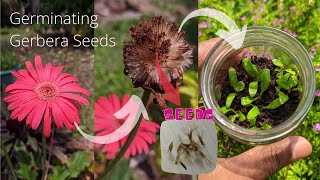 How to germinate gerbera seeds  Babandasia from seeds gerbera seed propagation  Part 01 [upl. by Valene]