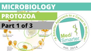 Protozoa  Microbiology  USMLE STEP 1  Part 1 of 3 [upl. by Mozart]