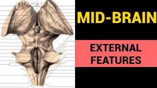 Mid Brain Anatomy 13  External Features [upl. by Analad522]