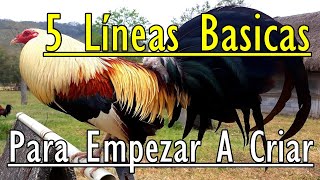 5 Lineas De Gallos Basicas Para Empezar A Criar [upl. by Radmen991]