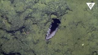 New nudibranch species discovered [upl. by Neema]