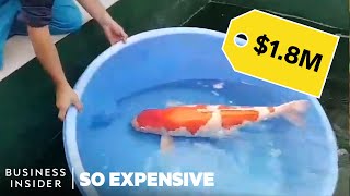 Why Koi Fish Are So Expensive  So Expensive [upl. by Tcideneb]